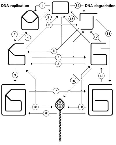 FIG. 34