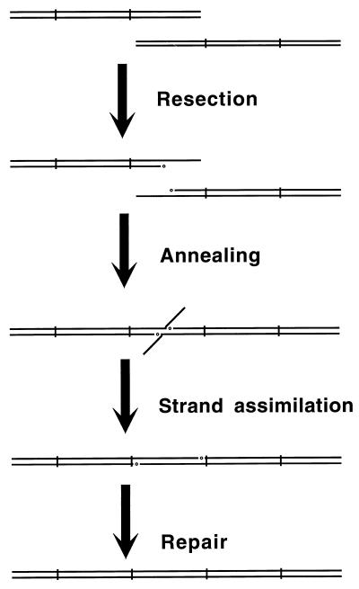 FIG. 35