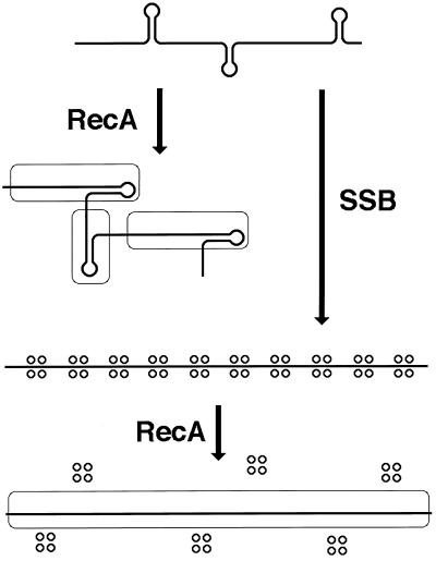 FIG. 8