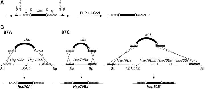 Figure 2.—