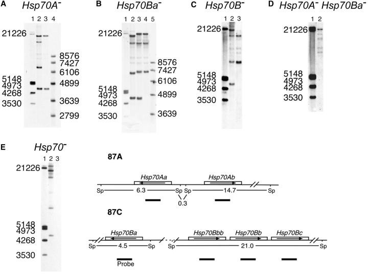 Figure 3.—