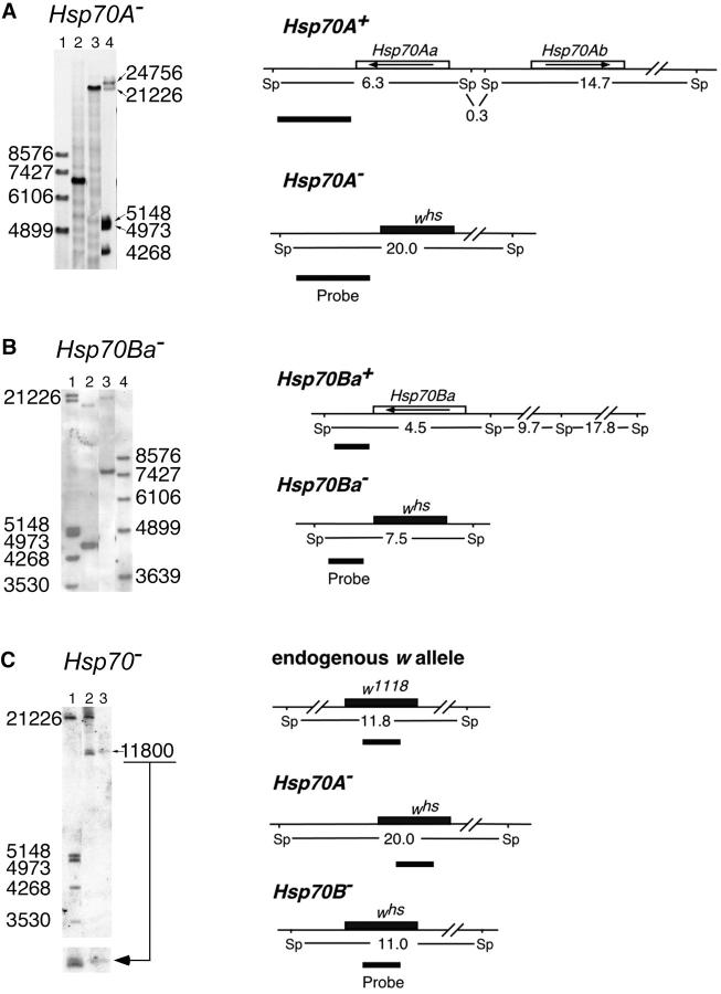 Figure 5.—