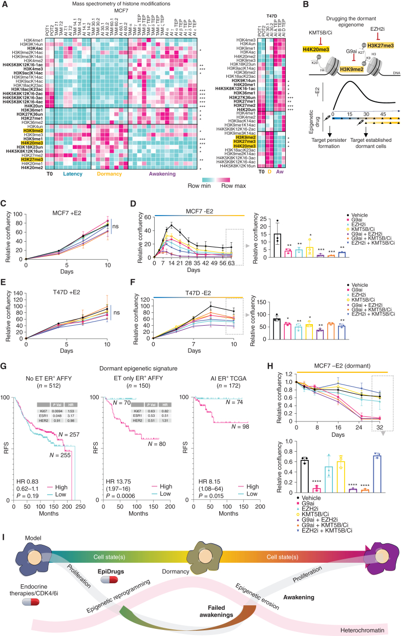 Figure 6. Targeting the dormant epigenome. A, Clustered heat maps of histone posttranslational modifications of super-SILAC mass spectrometry for TRADITIOM MCF7 and T47D samples [time zero (T0), latency (time between treatment onset and dormancy entry), dormancy, awakening (early progression), and TEPs (late progression)]. Significantly enriched (dormancy 30 days vs. TEPs, two-tailed t test: *, P < 0.01; **, P < 0.001; ***, P < 0.0001) modifications are depicted in bold, and the ones found to be associated with dormancy are highlighted in yellow. B, Schematic representation of small-molecule inhibitor experiments. Inhibitors against G9a (H3K9me2), EZH2 (H3K27me3), and KMT5B/C (H4K20me3) were used either alone or in combination. Start time of the inhibition was either at the beginning of estrogen deprivation to target persister pool generation or at 30 days of estrogen deprivation (dormancy) to target established dormant cells. C, Proliferation dynamics of MCF7 cells in E2-supplemented conditions (+E2) after treatment with inhibitors against G9a, EZH2, KMT5B/C, dual combinations of each and vehicle. D, Proliferation dynamics of MCF7 cells in estrogen-deprived conditions (−E2) after treatment with inhibitors against G9a, EZH2, KMT5B/C, dual combinations of each and vehicle. Proliferation dynamics of T47D cells in E2-supplemented (+E2; E) and deprived (−E2) conditions (F) after treatment with inhibitors against G9a, EZH2, KMT5B/C, dual combinations of each and vehicle (one-way ANOVA with Dunnett correction: *, P < 0.05; **, P < 0.01; ***, P < 0.001; ****, P < 0.0001). Error bars represent standard deviation (n = 3). G, Relapse-free survival (RFS) curves for ER+ breast cancer patients stratified based on the expression of the epigenetic dormancy signature (high vs. low G9a/EZH2/KMT5C expression). Left: no adjuvant treatment; middle: adjuvant endocrine therapy (TAM/AI); right: AI adjuvant treatment. Multivariate analysis for clinically relevant prognostic biomarkers is shown in the onset table. H, Proliferation dynamics of MCF7 dormant cells (pretreated for 30 days with –E2) after treatment with inhibitors against G9a, EZH2, KMT5B/C, dual combinations of each and vehicle (one-way ANOVA with Dunnett correction: *, P < 0.05; **, P < 0.01; ***, P < 0.001; ****, P < 0.0001). Error bars represent standard deviation (n = 3). I, Model: endocrine therapy-induced dormancy is characterized by a consistent epigenetic reprogramming involving a global increase in histone repressive marks (H3K9me2, H3K27me3, and H4K20me3). The dormant epigenome is unstable and through a progressive loss of the histone repressive marks (erosion), cells resume proliferation in a process that mimics patient relapse (awakening). Epidrugs (G9a/EZH2/KMT5B/C inhibitors) can interfere with epigenetic reprogramming and block the formation of persister dormant clones. During adaptation, dormant cells engage in sporadic cycling (failed awakening) while under therapeutic stress possibly forcing cells into a subsequent round of epigenetic reprogramming that could also be antagonized with epidrugs.