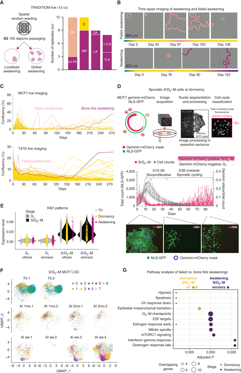 Figure 5. Failed awakenings. A, TRADITIOM Live awakening topography analysis depicting the awakening dynamics. Twelve carbon copies (cc; replicates) were seeded in a 48-well plate and imaged two times a week for 150 days using IncuCyte Zoom (9 scanning windows per well) to monitor awakening dynamics. Awakening was defined as wells reaching a confluency of 50% (FA: failed awakening; D: dormant; AW: awakening; GA: global awakening; LA: localized awakening; 1LA: 1 localized awakening; >1LA: more than 1 localized awakening). B, IncuCyte time-lapse images from a failed and a bona fide awakening are shown as an example. C, Proliferation dynamics of a representative MCF7 (AI (−E2) awakening 2) and T47D TRADITIOM LSC sample determined by weekly IncuCyte time-lapse imaging until awakening. Pink lines indicate failed awakenings. Magenta lines follow the growth dynamics of main awakening areas. D, MCF7 Geminin-mCherry NLS-GFP cells were treated with estrogen deprivation (−E2) for 3 months to establish a detailed understanding of long-term dormancy–awakening dynamics. Image sets were analyzed using Essenbio Sartorius software from daily imaging. 35% of replicates (n = 60) had dormant persister cells/small colonies until day 88. The proportion of Geminin-mCherry-positive (S/G2–M; pink lines) is indicated normalized to total count which was quantified by NLS-GFP (gray lines). E, Distribution of Ki-67 expression levels in winner and non-winner (others) lineages associated with either G1 or S/G2–M states across T0, dormancy, and awakening samples of MCF7 TRADITIOM LSC cell-cycle regressed data set. F, Cell-cycle regressed UMAPs of the subset of cells in S/G2–M state of TRADITIOM MCF7 LSC data set. G, Pathway enrichment analysis comparing failed awakenings (S/G2–M cells in dormancy: cluster 0, 3) to bona fide awakenings (S/G2–M cells of awakening winner lineages: cluster 4).