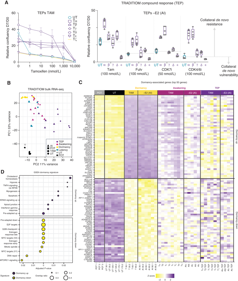 Figure 3. Adaptation is driven by divergent transcriptional reprogramming. A, Tamoxifen resistance analysis of the TAM TEPs (late progression) to increasing doses of 4-OHT is depicted in the left. Growth rates of –E2 (AI) TEPs in response to treatment with different drugs: Tamoxifen (Tam, 4-OHT), fulvestrant (Fulv), CDK7 inhibitor (CDK7i), CDK4/6i (palbociclib) are depicted on the right. Representative graphs are shown as normalized confluency fold change upon 7 days of compound treatment (n = 3). B, Principal component analysis (PCA) of bulk RNA-seq expression data for all MCF7 TRADITIOM samples (POT (pretreatment), latency (time between onset of treatment and dormancy), dormancy, awakening (early progression), and TEP (late progression) of both treatment arms (TAM and –E2(AI)) and their counterpart untreated (UT) samples cultured in parallel for 170 days. C, Heat map from bulk RNA-seq data depicting a subset of TRADITIOM MCF7 dormancy signature with top 50 significantly up- and downregulated genes in TAM and –E2 (AI) treated samples during dormancy in comparison with POT (pretreatment). D, GSEA for TRADITIOM dormancy signature.