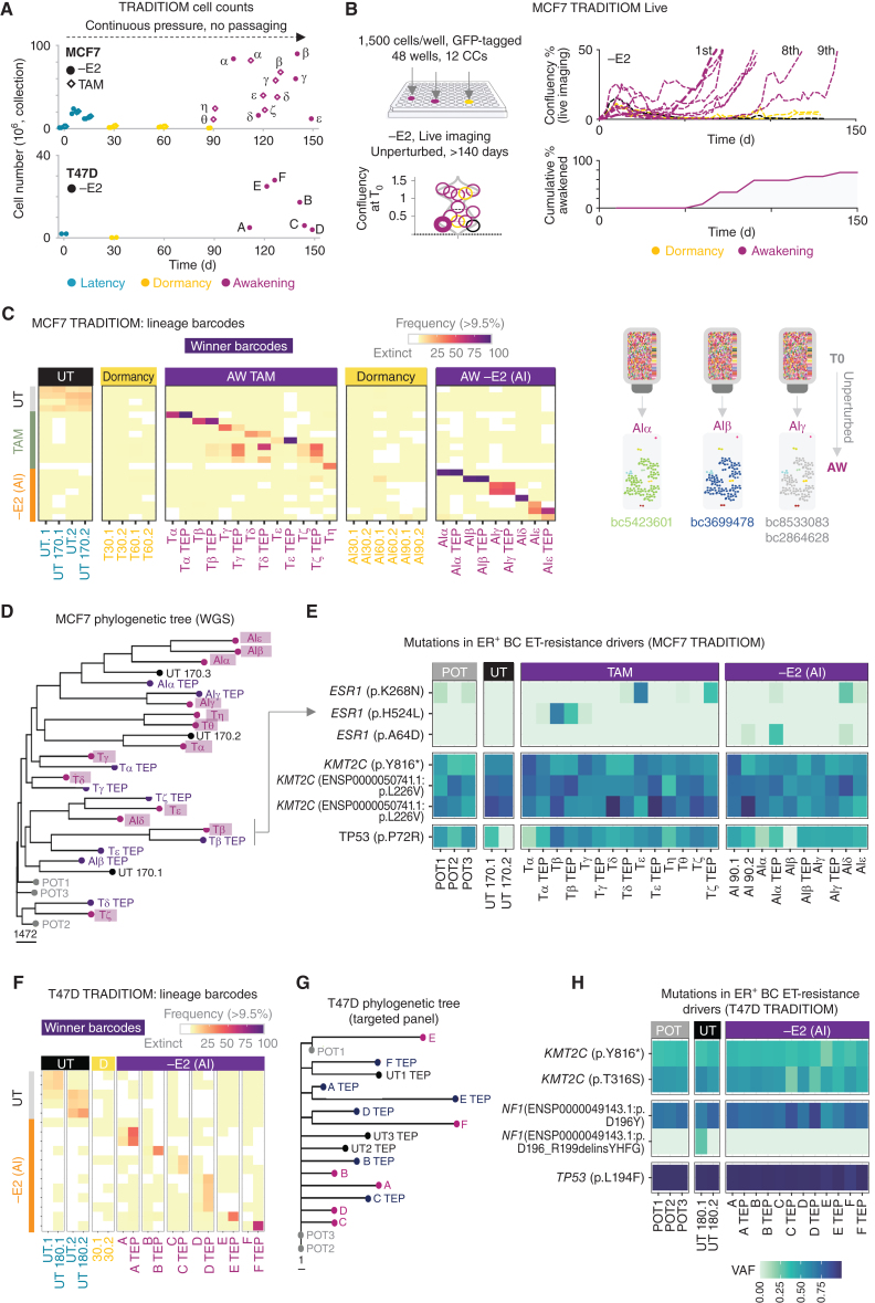 Figure 2. TRADITIOM genetic analysis and lineage composition. A, Cell counts for MCF7 and T47D HYPERflasks for −E2 (circle) and TAM (diamond) arms at their respective time of collection (teal: latency–time between the onset of the treatment and cell cycle arrest in the whole cell population; yellow: dormancy, magenta: awakening, early progression. α−ζ: MCF7 awakening carbon copies, A–F: T47D awakening carbon copies). B, TRADITIOM Live set-up: 12 replicates were seeded in a 48-well plate and imaged two times a week for 150 days using Incucyte Zoom (9 scanning windows per well) to monitor awakening dynamics. Awakening was defined as wells reaching a confluency of 50%. Minor differences in initial plating (violin plot) do not predict awakening times. C, Heatmap of MCF7 high-frequency barcodes (frequency ≥ 10%) among UT (untreated) samples’ endpoints and TRADITIOM carbon copies (replicates) for both TAM and –E2 arm (AI) at the time of dormancy and awakening (T30–60, AI30–60: dormancy time points, cells treated for 30 or 60 days with tamoxifen or estrogen deprivation, respectively). D, Phylogenetic tree for MCF7 TRADITIOM samples based on SNVs and indels (VAF > 10%). Data depict TRADITIOM samples from POT (pretreatment), awakenings (early progression), and TEPs (late progression) of both treatment arms (TAM and AI (–E2)) and their untreated counterpart samples (UT) cultured in parallel for 170 days. E, VAF heatmap for ET resistance driver genes in ER+ breast cancer, compiled based on Bertucci et al. (14) derived from TRADITIOM WGS, illustrating only variants with significant changes in VAF across samples (Fisher exact test, P < 0.01). F, Heatmap of T47D high frequency barcodes (frequency >= 10%) among UT (untreated) samples’ endpoints and TRADITIOM carbon copies (replicates) for –E2 (AI) arm at the time of dormancy and awakening. G, Phylogenetic tree for T47D TRADITIOM samples based on SNVs and indels (derived from the targeted sequencing using a custom targeted panel, VAF > 10%). H, VAF heatmap for ET resistance driver genes in ER+ breast cancer, compiled based on Bertucci et al. (14) derived from the targeted sequencing using a custom targeted panel, illustrating only variants with significant changes in VAF across samples (Fisher exact test, P < 0.01). Data depict T47D TRADITIOM samples from POT (pretreatment), awakenings (early progression), and TEPs (late progression) of both treatment arms (TAM and –E2) and their counterpart untreated (UT) samples cultured in parallel for 180 days.