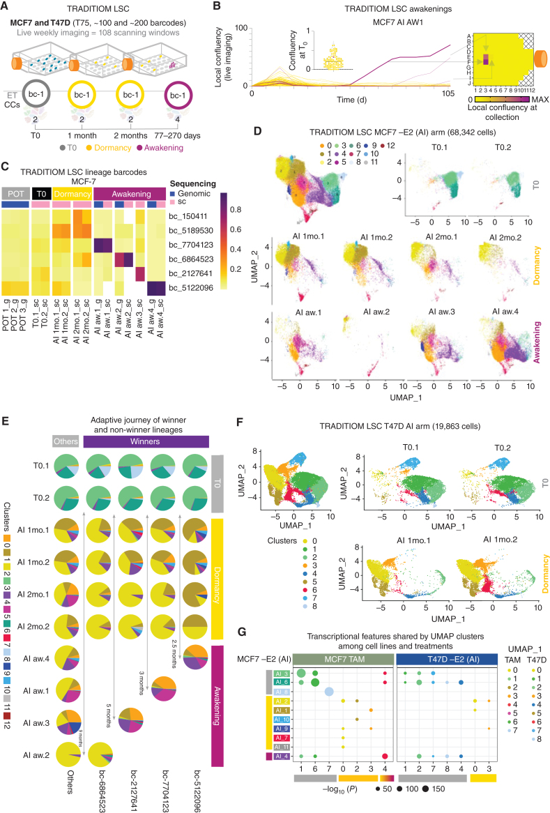 Figure 4. The adaptive journey of individual lineages at single-cell level. A, Schematic cartoon of TRADITIOM LSC experimental design. A low-complexity (100 breast cancers for MCF7 and 200 breast cancers for T47D) barcoded population was seeded in T75 flask format and exposed to ET (TAM and –E2 for MCF7 and –E2 for T47D) in a nonperturbed system (no serial passaging). Cells were collected at the indicated time points (duplicates of T0, 1 month, 2 months, and 4 awakening samples for MCF7 and duplicates of T0 and 1 month for T47D) and analyzed by scRNA-seq. Cells were imaged once a week till awakening with 108 scanning windows covering each flask. B, Proliferation dynamics of TRADITIOM LSC for a representative sample (AI (−E2) aw1) determined by weekly imaging along with the local confluency heat map at the time of collection (awakening). Magenta lines follow the growth dynamics of main awakening areas from time zero (T0) to overt expansion that represents the collection point for scRNA-seq analysis. Violin plot shows the confluency of each scanning area at T0 (onset of estrogen deprivation). The T0 confluency of the awakening area is highlighted in purple. C, Heat map of winner barcodes’ frequency for TRADITIOM LSC carbon copies for –E2 (AI) arm at the time of awakening, in the POT population (pretreatment), at the start of the experiment (T0, time zero) and at early (1 month (1 mo)) and late dormancy (2 months (2 mo)) stages derived from either genomic barcode sequencing (g) or scRNA-seq (sc). D, UMAP projections of MCF7 TRADITIOM LSC –E2 (AI) arm of T0, early (1 month (1 mo)) and late dormancy (2 months (2 mo)) and awakening samples. E, Adaptive journey of winner and non-winner lineages (others) of each TRADITIOM LSC –E2 (AI) awakening sample from T0 to awakening (early progression). Pie charts depict the occupancy of miscellaneous UMAP clusters for each lineage. The approximate awakening time of each carbon copy (replicate) is shown with arrows. F, UMAP projections of T47D TRADITIOM LSC samples at T0 and dormancy (1 month (1 mo)). G, Dot plot indicates similarity of transcriptional space occupied by MCF7 cells under −E2 treatment (AI) with those under TAM (tamoxifen) and with T47D counterpart under −E2 treatment. Marker genes for clusters in T0, dormancy, transition, and awakening from MCF7 TAM and T47D −E2 UMAPs were checked for enrichment in cluster marker genes from MCF7 −E2 (AI) UMAP. Size of the dot represents the significance of enrichment in context to –log10(P value; correction method: FDR, P ≤ 0.05). The color of the dots corresponds to the respective color of clusters at T0, dormancy, and awakening annotated by colored bars next to cluster names on the x and y axes (T0: gray, dormancy: yellow, awakening: magenta).