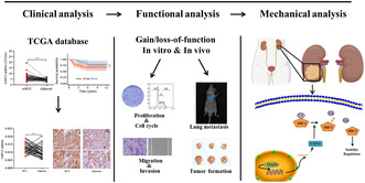 graphic file with name CAS-115-2617-g006.jpg