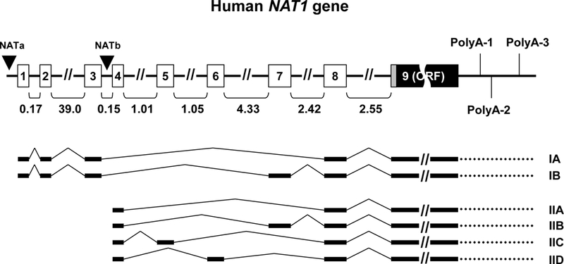 Figure 1: