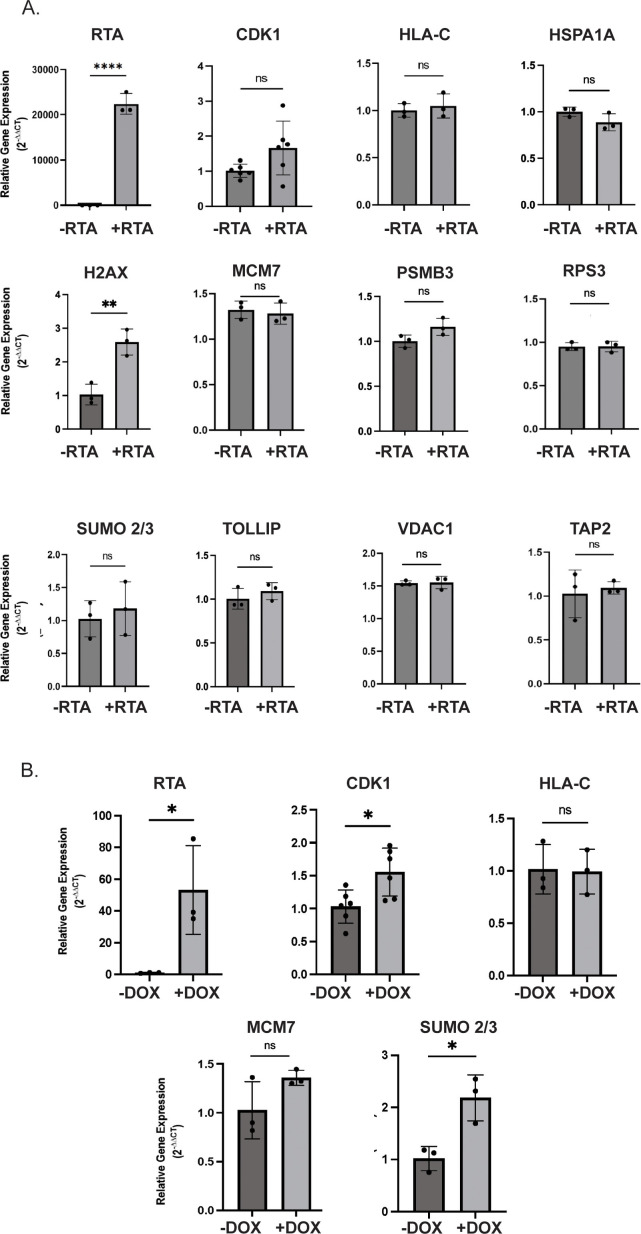 Relative gene expression levels of multiple genes, including RTA, CDK1, HLA-C, HSPA1A, and others, were displayed across two conditions. Significant differences in expression are indicated with asterisks for certain genes.