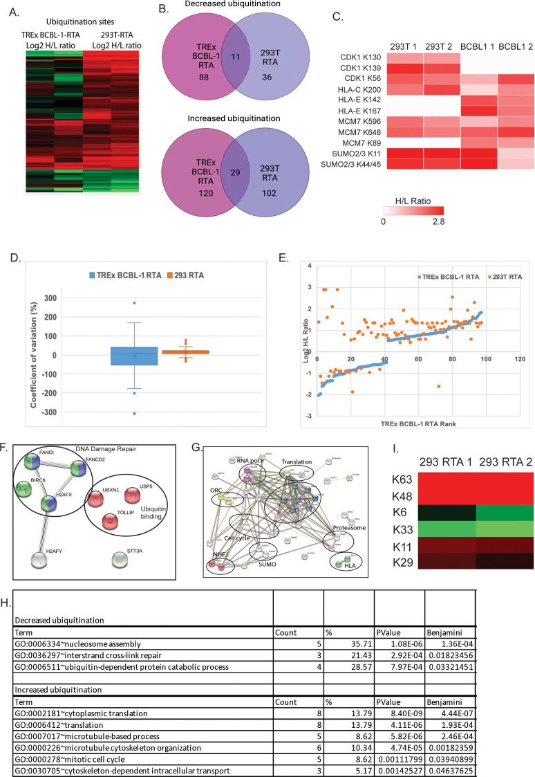 Ubiquitination site analysis with heatmap, Venn diagrams depicting ubiquitination, H/L ratio heatmap for key proteins, variation comparison, scatterplot of rank versus log2 H/L ratio, interaction networks, and lysine modification heatmap.