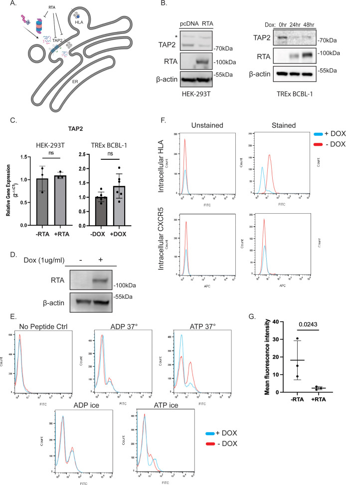 TAP2, HLA, and RTA interaction; TAP2 and RTA expression with doxycycline; TAP2 mRNA levels in HEK-293T and TREX BCBL-1; RTA detection; flow cytometry for HLA/CXCR5 with doxycycline; peptide treatment flow cytometry; mean fluorescence intensity comparison.