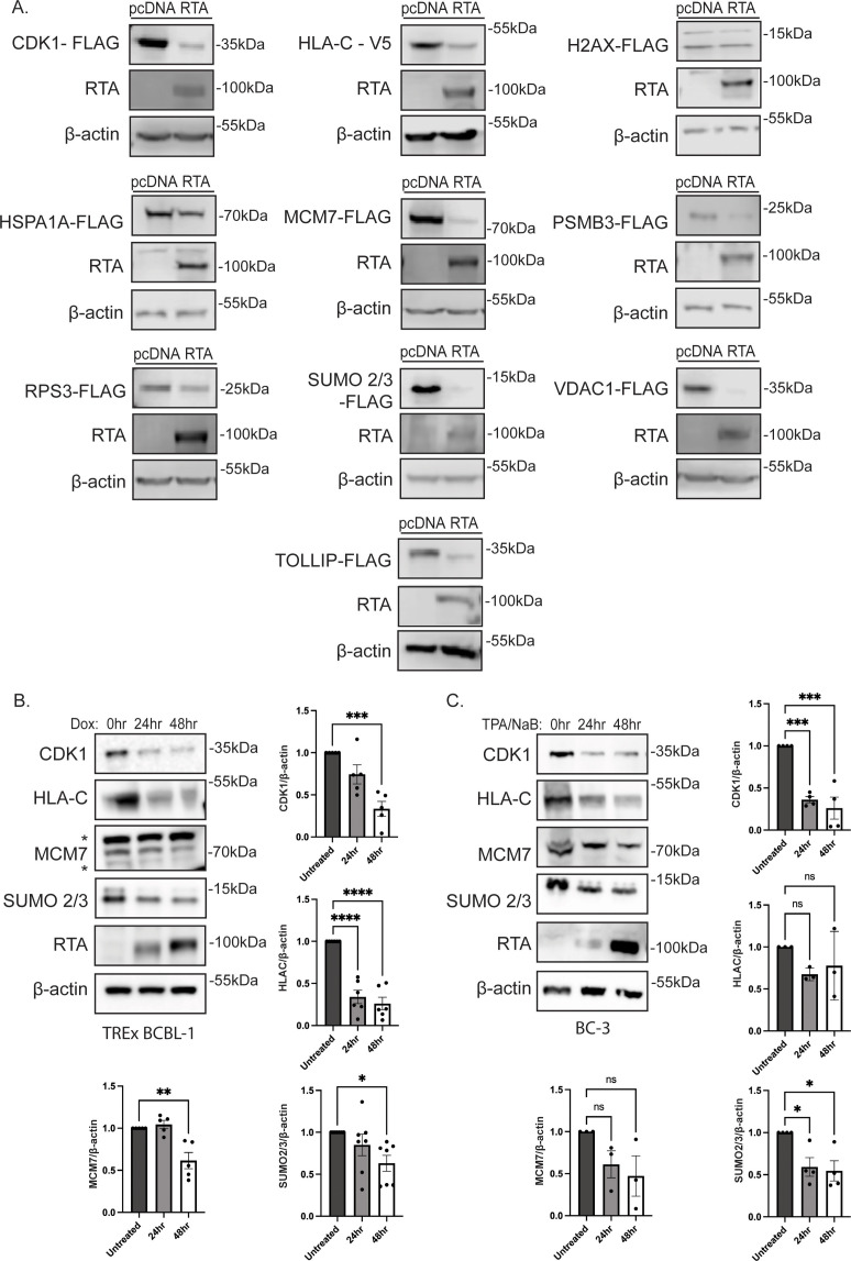 Western blot analysis of protein expression levels for various FLAG-tagged proteins with RTA and β-actin controls across different treatments depicting variations in expression, supported by quantified bar charts for each condition.