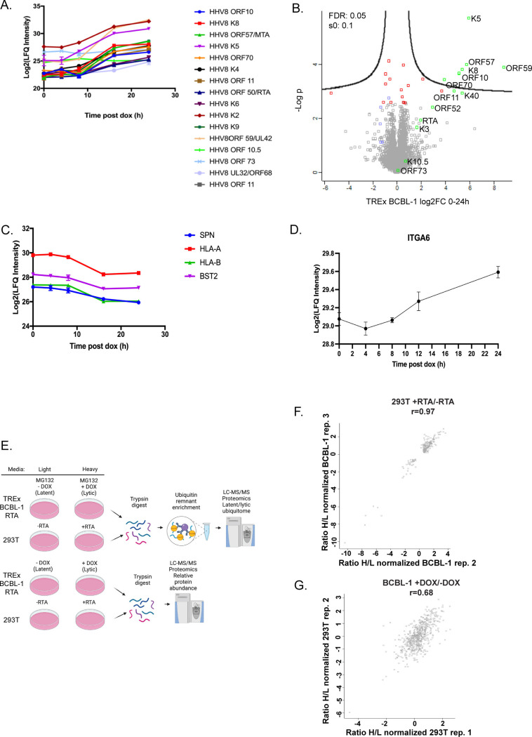 Protein intensity analysis of HHV8-infected cells depicts changes post-doxycycline induction, significant ORFs, host protein downregulation, ITGA6 upregulation, LC-MS/MS workflow, and protein intensity correlations across replicates.