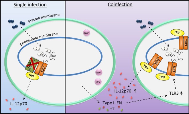 FIG 7 