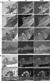 Fig. 4