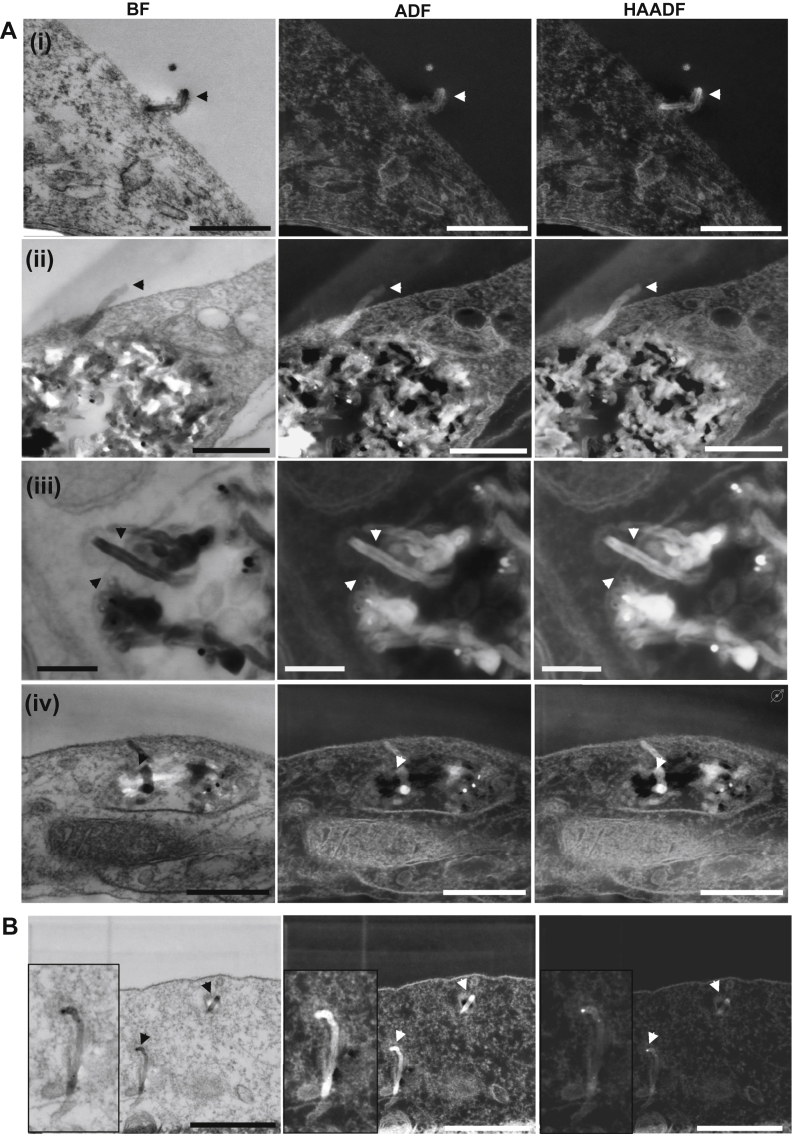 Fig. 3