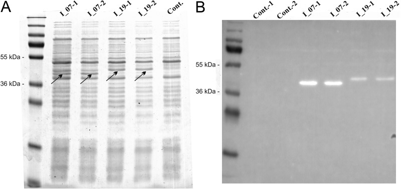 FIG 1