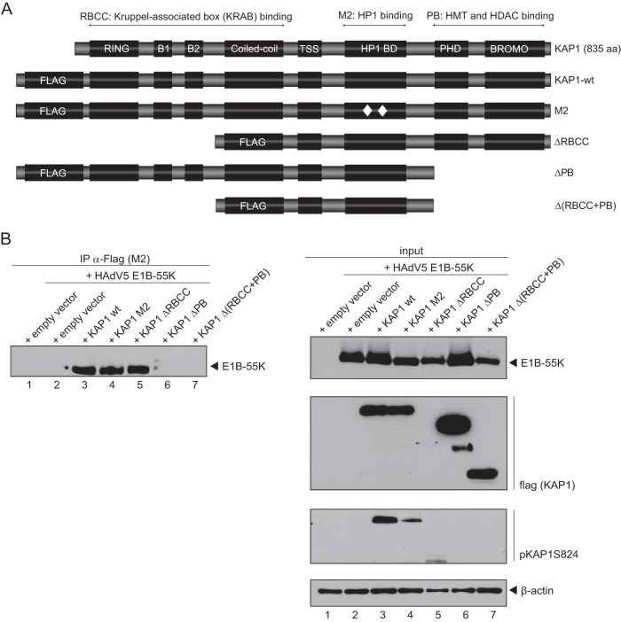 FIG 6