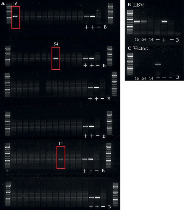 Figure 1—figure supplement 3.