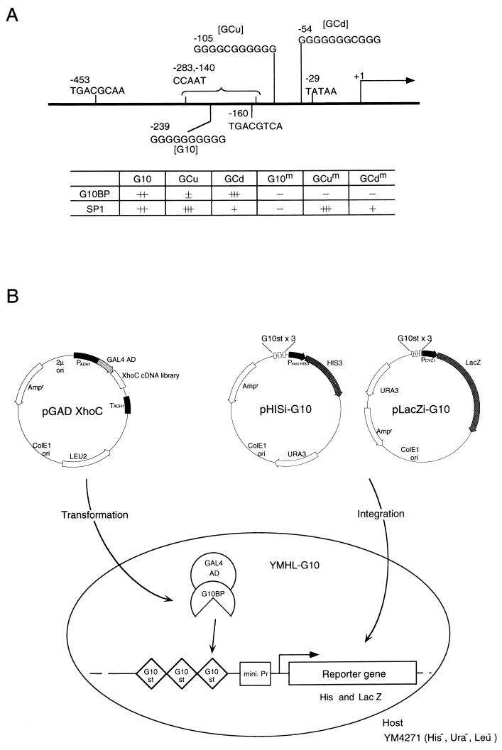FIG. 1