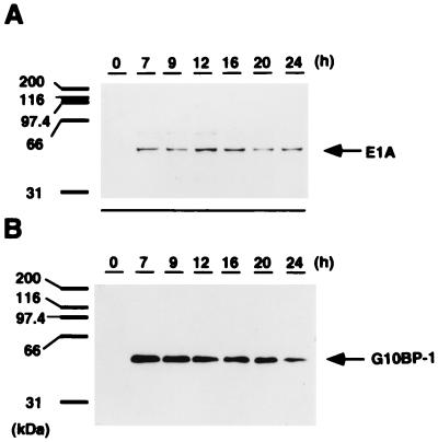 FIG. 6