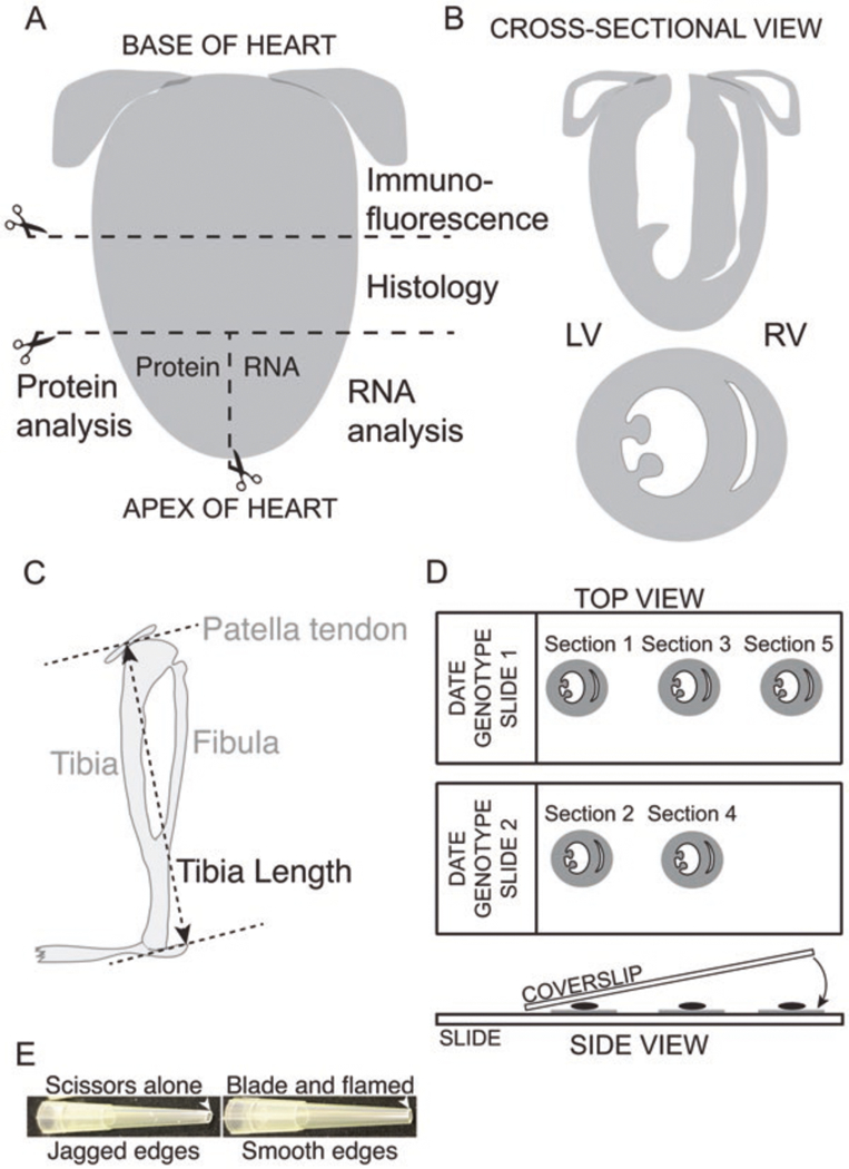 Fig. 5