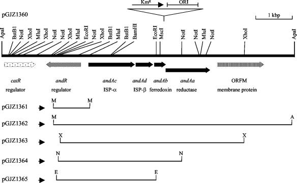 FIG. 2.