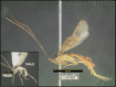 Figure 429.