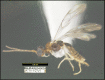 Figure 215.