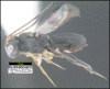 Figure 155.