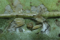 Figure 230.