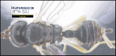 Figure 276.