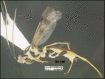 Figure 445.