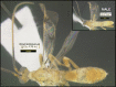Figure 432.