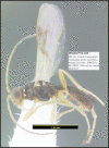 Figure 423.