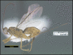 Figure 321.