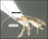 Figure 218.