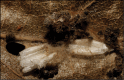 Figure 219.