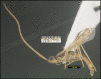 Figure 388.