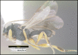 Figure 136.