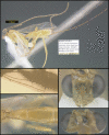 Figure 295.