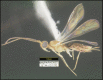 Figure 263.