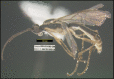 Figure 381.