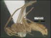 Figure 397.