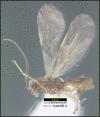 Figure 409.
