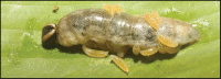 Figure 222.