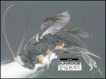 Figure 146.