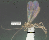 Figure 244.