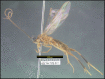 Figure 209.